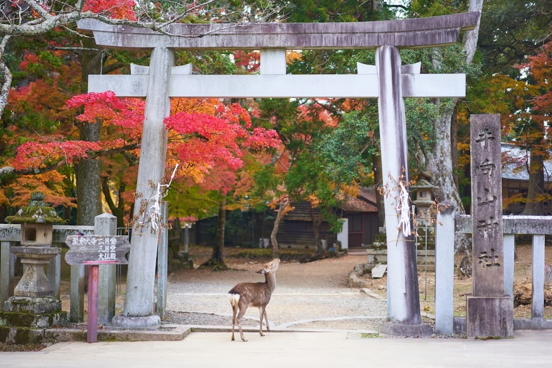 Nara, Japan - Travel Guide